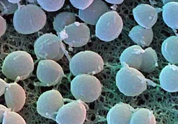 Ниндзя-полимеры: Бактерии на разрыв