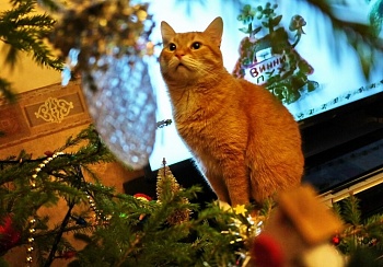 Новогодние полимеры